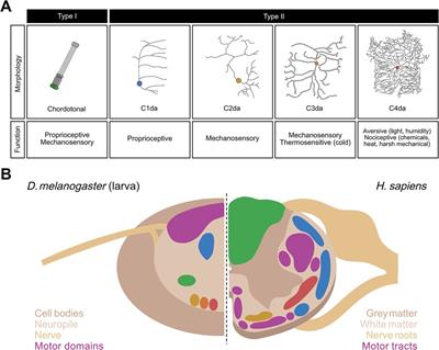 Nociception in fruit fly larvae